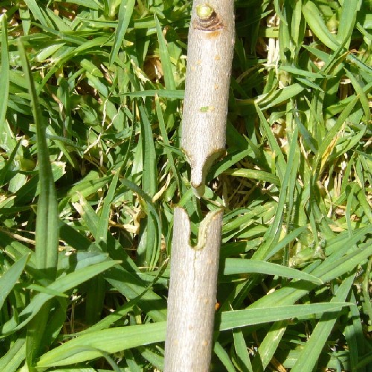 TOP GARDEN ΨΑΛΙΔΙ ΜΠΟΛΙΑΣΜΑΤΟΣ ΚΙΤ 377105